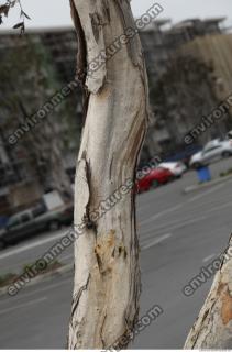 tree bark 0001